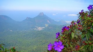 FLORESTA DA TIJUCA  O FILME Tijuca Forest  The Movie [upl. by Enilegnave]