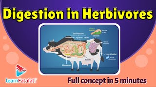 Digestion in Herbivores  The Ruminants  CBSE Class 7 Chapter 2 Nutrition in Animals LearnFatafat [upl. by Edualc]