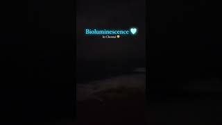 Bioluminescent In Chennai Marina Beach [upl. by Lauder]