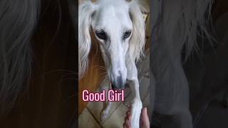 Clever Saluki saluki doglovers sighthound dogshorts dogsofinstagram [upl. by Ita119]