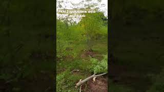 PKM 2 MORINGA CULTIVATION MragriculristPKM2முருங்கை வெட்டுதல் [upl. by Edin]