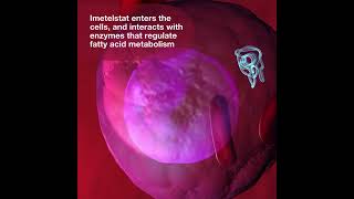 How leukaemia drug imetelstat causes cell death [upl. by Rizan817]