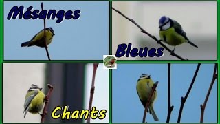 MESANGE BLEUE chants différents [upl. by Babbette685]