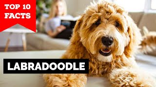 Labradoodle  Top 10 Facts [upl. by Yblek]