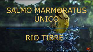 FISHING PLANET  SALMO MARMORATUS ÚNICO  RIO TIBRE  THE MARBLE TROUT  TIMBER RIVER [upl. by Krischer]