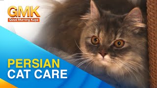 Learn about the Persian Cat breed  Pet Talk [upl. by Klimesh]