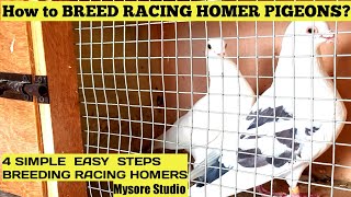 How to breed Racing Homer Pigeons  4 Simple Easy Steps of Breeding Homers  Homing Pigeons [upl. by Risa885]