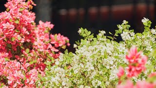 Inside a building designed to blend with NATURE8K [upl. by Enileqcaj]