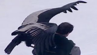 Condor BREAKS LOOSE at Hockey Game [upl. by Enenaj]