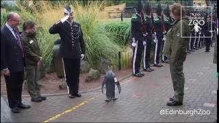 Sir Nils Olav promoted to Brigadier by Norwegian Kings Guard [upl. by Jillie]