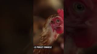 POULETS IMPORTÉS 🛑 [upl. by Socrates322]