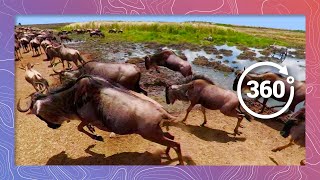 Surrounded By Wildebeest In The Great Serengeti Migration  Wildlife in 360 Virtual Reality [upl. by Yentrok]