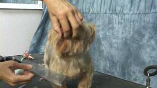 Yorkie grooming Learn how to groom a yorkie yorkshire terrier at wwwhowtogroomnet [upl. by Soble]