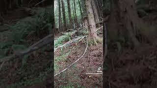 Chanterelle Foraging Southwest Washington [upl. by Grose583]