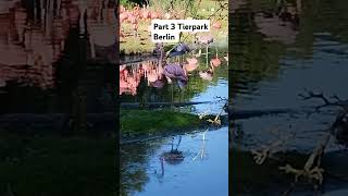 Tierpark Berlin youtubeshorts zoo [upl. by Lekar]