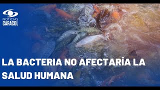 Declaran emergencia sanitaria en Colombia por bacteria que afecta a cultivos de tilapia [upl. by Gwennie]