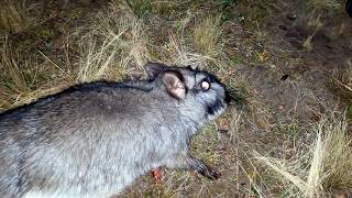 CAZA nocturna de VIZCACHAS y LIEBRE en ARGENTINA con CARABINA [upl. by Aerdnuahs]