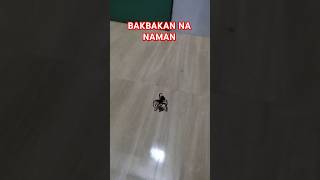 GAGAMBA FIGHT ITIM VS DILAW BAKBAKAN gagamba spider spiderderby gagambafight viralshorts [upl. by Ogg]