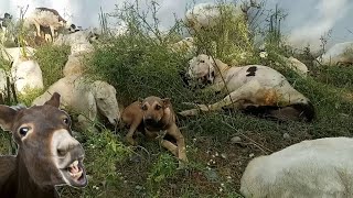 Goats sheep and donkey in dog protection  beautiful real Goats sheeps donkey life [upl. by Ettenrahs]