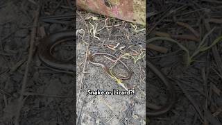 Glass Lizard or Snake wildlife lizard snake nature animals [upl. by Pogah]