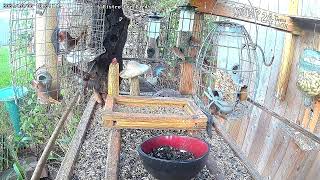 A Bistro for Birds Live Stream [upl. by Gambrill800]