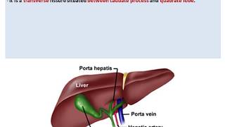 Anatomy of the Liver  Dr Ahmed Farid [upl. by Merry]