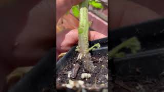 Whats Growing on My Tomato Plant Is it Normal or a Problem [upl. by Nicholas]