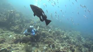 15 BIG SEAHORSE 30SEC Groupers Green Outhouse Wall Rotan Honduras [upl. by Nels241]