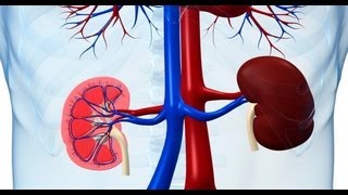 How to maintain healthy kidneys  Dr Deepa Jayaram [upl. by Klute]