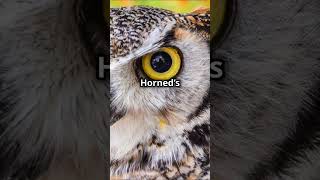 Great Horned Owl vs Barred Owl Who Would Win owl barredowl hornedowl wildlife nature [upl. by Aurthur]