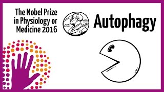 Autophagy  Nobel Prize in Physiology or Medicine 2016 [upl. by Eduino151]