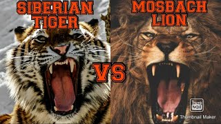 MOSBACH LION VS SIBERIAN TIGER Who Will Win This Epic Battle [upl. by Medeah881]