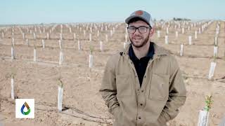 High Density Almonds amp Precise Irrigation [upl. by Kushner434]