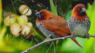 Spotted Munia Not able to make nest How I Helped them to make nest [upl. by Ralat]