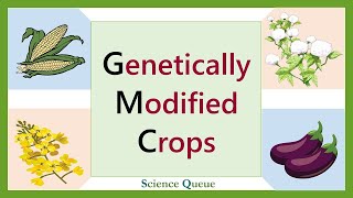 Genetically Modified Crops  Genetic Modification  Transgenic Crops [upl. by Eilama]