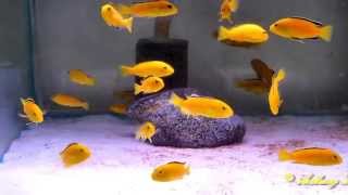 African Cichlids Electric Yellow  HD [upl. by Inwat875]