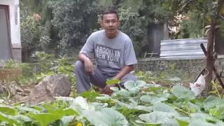 Agathis farm budidaya timun suri [upl. by Kaslik750]