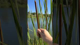 This Plant Has 7 SurvivalUses Typha latifoliaangustifolia wildplants survival edibleplants [upl. by Hasila]