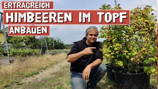 Himbeeren selber im TopfKübel anbauen  für Garten Balkon und Terrasse [upl. by Cochran713]