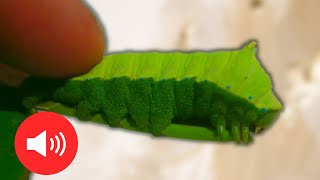 A Caterpillar That Screams It SQUEAKS Rhodinia fugax  Squeaking silkmoth [upl. by Lecirg]