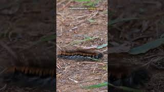 The Fascinating Life Cycle of a Moth shorts caterpillars insects [upl. by Finn]