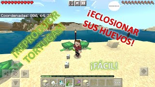 ¿Cómo REPRODUCIR TORTUGAS y ECLOSIONAR SUS HUEVOS MINECRAFT [upl. by Ylram]