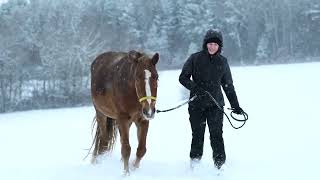 Cold Weather Equine Essentials  HorsesBFFcom [upl. by Higginson634]