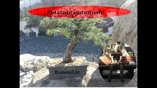 Bonsai Potatura autunnale  Come e quando eseguirla [upl. by Ineslta443]