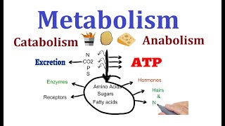 Concept of Metabolism Catabolism and anabolism [upl. by Judith]