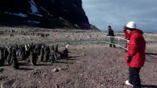 Adelie penguin chick herding [upl. by Ahsinahs435]