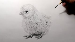 Cómo dibujar un Pollito [upl. by Aikel]