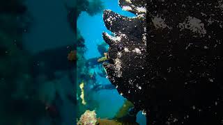 Okinawa Black Frog Fish scubadiving [upl. by Ainoek787]