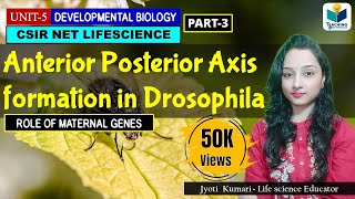 ANTERIORPOSTERIOR AXIS FORMATION IN DROSOPHILA PART3  CSIR NET DEVELOPMENTAL BIOLOGY [upl. by Osy]