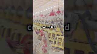 How broiler chickens grow so fast trending shorts chicken broken vegan facts india [upl. by Yeldua]